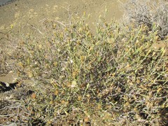Pegolettia retrofracta