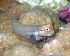 Ecsenius yaeyamaensis