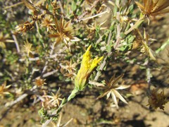 Pegolettia retrofracta