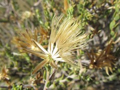 Pegolettia retrofracta