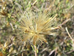 Pegolettia retrofracta