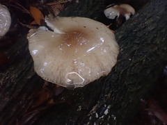 Armillaria novae-zelandiae