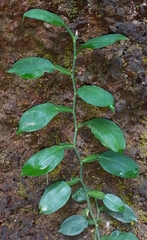 Pothos