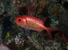 Myripristis hexagona