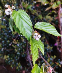 Rubus kawakamii