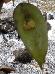 Pleurothallis apopsis