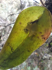 Pleurothallis apopsis