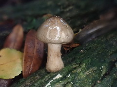 Armillaria novae-zelandiae