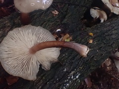 Armillaria novae-zelandiae