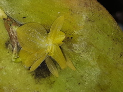 Pleurothallis apopsis