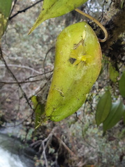 Pleurothallis apopsis