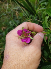 Rubus roseus