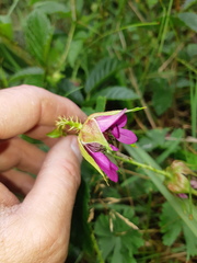 Rubus roseus