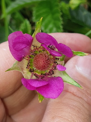 Rubus roseus