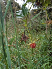 Rubus roseus