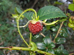 Rubus roseus