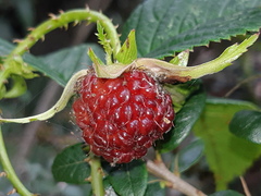Rubus roseus