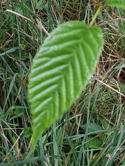 Rubus roseus
