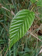 Rubus roseus