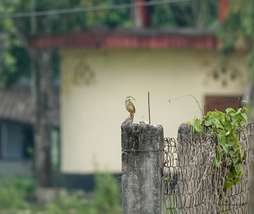 Striated Grassbird (Megalurus palustris), photo 10