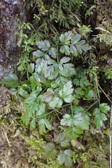 Coptis aspleniifolia