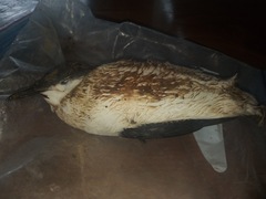 Synthliboramphus hypoleucus