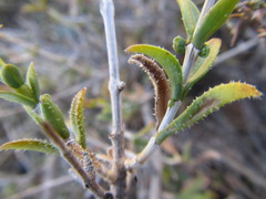 Pteronia viscosa