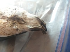 Synthliboramphus hypoleucus