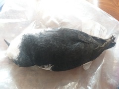 Synthliboramphus hypoleucus