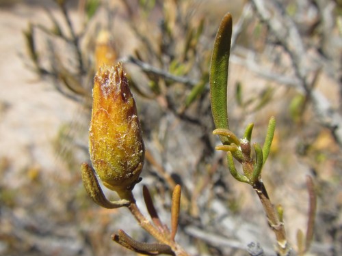 Image of Pteronia pillansii by (c) douglaseustonbrown, some rights reserved (CC BY-SA)