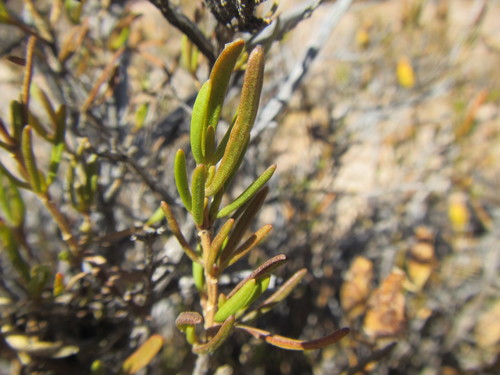 Image of Pteronia pillansii by (c) douglaseustonbrown, some rights reserved (CC BY-SA)