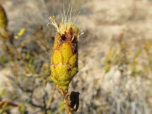 Image of Pteronia pillansii by (c) douglaseustonbrown, some rights reserved (CC BY-SA)