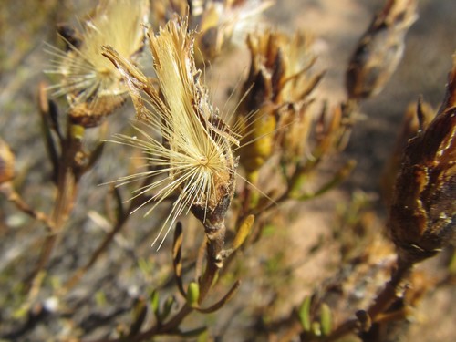 Image of Pteronia pillansii by (c) douglaseustonbrown, some rights reserved (CC BY-SA)