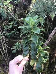 Coprosma ochracea