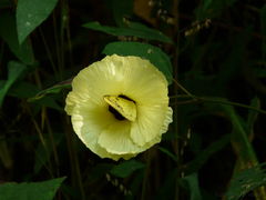 Azanza lampas