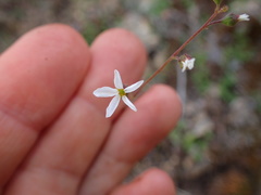 Lithophragma cymbalaria