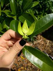 Artabotrys hexapetalus