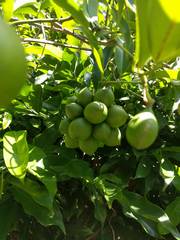 Artabotrys hexapetalus