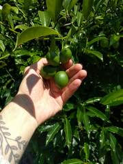 Artabotrys hexapetalus