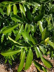 Artabotrys hexapetalus