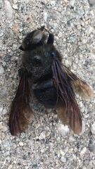Xylocopa californica diamesa