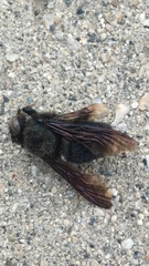 Xylocopa californica diamesa