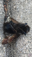 Xylocopa californica diamesa