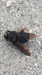 Xylocopa californica diamesa