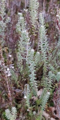Erica tetralix