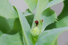 Uroleucon formosanum