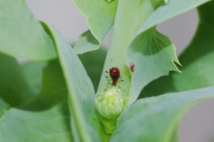 Uroleucon formosanum
