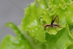 Isopsera denticulata