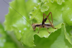 Isopsera denticulata