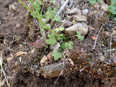 Lithophragma cymbalaria